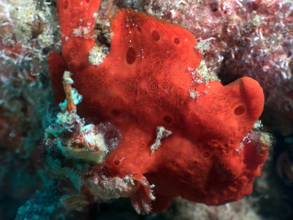 Photo of Commerson's frogfish (Antennarius commerson)