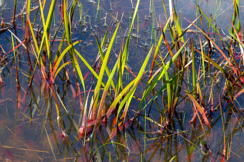 Manyhead rush (Juncus polycephalus)