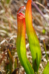 Sarracenia
