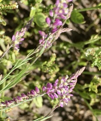 Polygala appendiculata