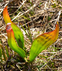 Sarracenia