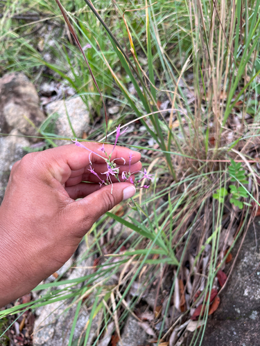 Slenderspike Radinosiphon (Radinosiphon leptostachya)
