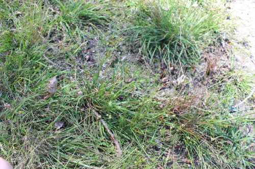 Slender Path Rush (Juncus tenuis)
