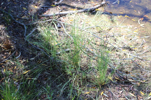 blown grass (Lachnagrostis filiformis)