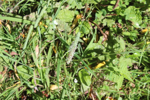 Timothy grass (Phleum pratense)