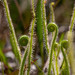 Tracy's Sundew - Photo (c) Jessica, some rights reserved (CC BY), uploaded by Jessica