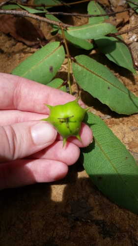 Sclerocroton melanostictus