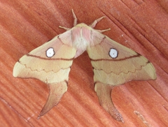 Cercophana venusta
