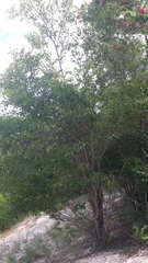 Burseraceae