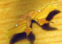 Cercophana venusta