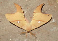Cercophana venusta