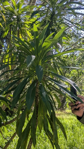 Clermontia pyrularia, 2026-03-06