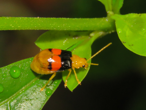 Diacantha duplicata