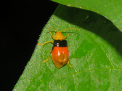 Diacantha duplicata