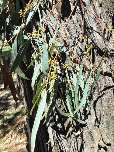 Eucalyptus nicholii, 2026-03-24