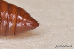 Agonopterix heracliana