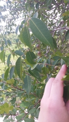 Burseraceae