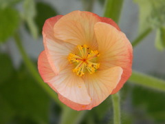 Callianthe pauciflora
