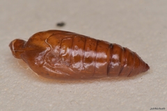 Agonopterix heracliana