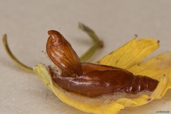 Agonopterix heracliana