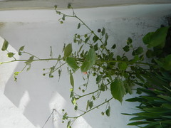 Callianthe pauciflora