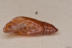 Agonopterix heracliana