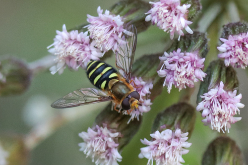 Unknown species found near Old 101, Lincoln County, OR, USA