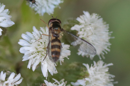 Unknown species found near Old 101, Lincoln County, OR, USA