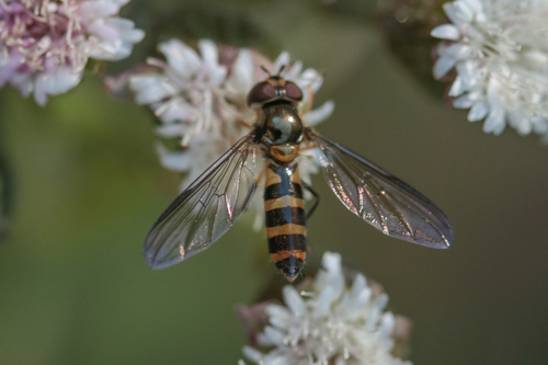 Unknown species found near Old 101, Lincoln County, OR, USA