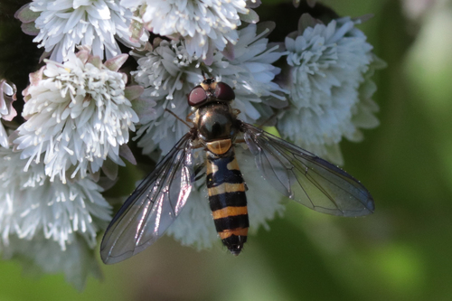 Unknown species found near Old 101, Lincoln County, OR, USA