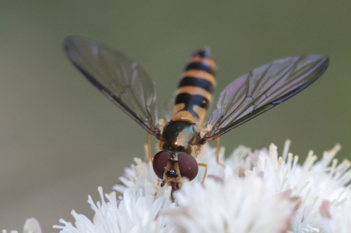 Unknown species found near Old 101, Lincoln County, OR, USA