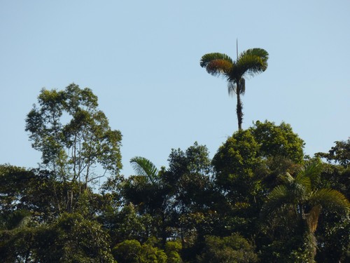 Dictyocaryum lamarckianum, photograph 1