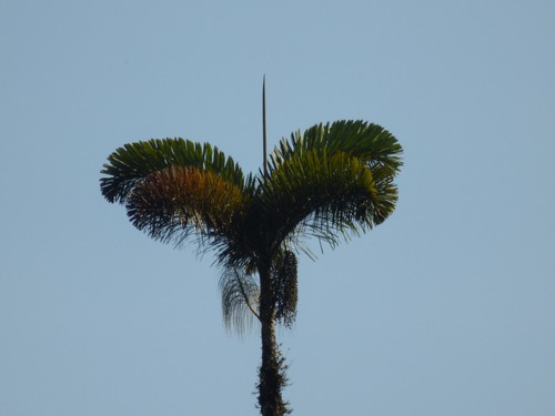 Andean Royal Palm (Dictyocaryum lamarckianum)