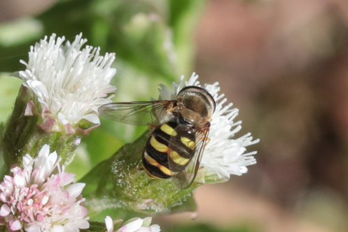 Unknown species found near Old 101, Lincoln County, OR, USA