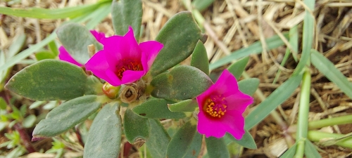 Paraguayan purslane