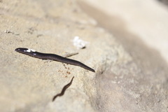 Erpobdellidae