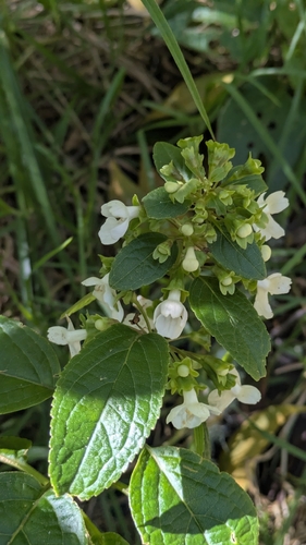 Phyllostegia ambigua observed 2026-03-06