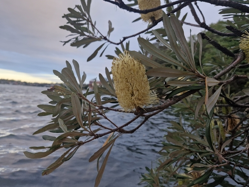 Coast Banksia (Banksia integrifolia)