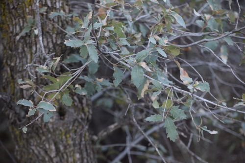 gray oak (Quercus grisea)