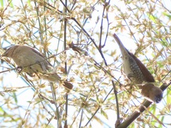 Lonchura punctulata topela