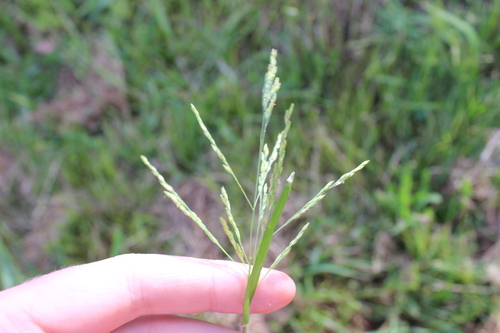 Smooth Witchgrass (Panicum dichotomiflorum)