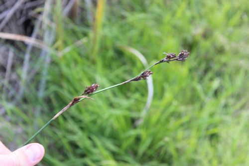 Machaerina rubiginosa, photograph 5