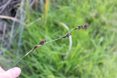 (c) Joe Dillon, some rights reserved (CC BY) Machaerina rubiginosa, photograph (c) Joe Dillon, some rights reserved (CC BY)