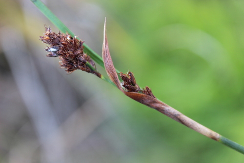 Machaerina rubiginosa, photograph 6