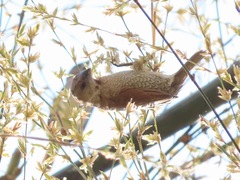 Lonchura punctulata topela