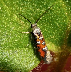 Neoheliodines vernius