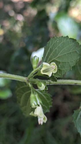 Stenogyne scrophularioides observed 2026-03-06