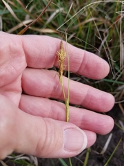 Carex meadii