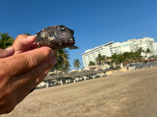 Spotted Boxfish (Ostracion meleagris)