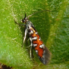 Neoheliodines vernius